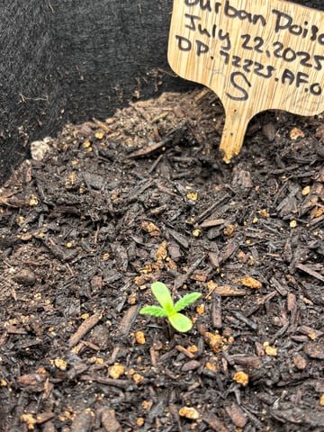 Round 1 — seedling_rooting, day 11