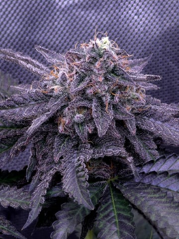 Divine Gelato 3 x Blue Zushi x 44 Photo — flower, day 105