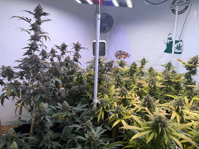 Indoor Grow  — flower, day 192