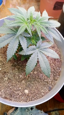 Jack hearer/Jack the ripper? — vegetative, day 37