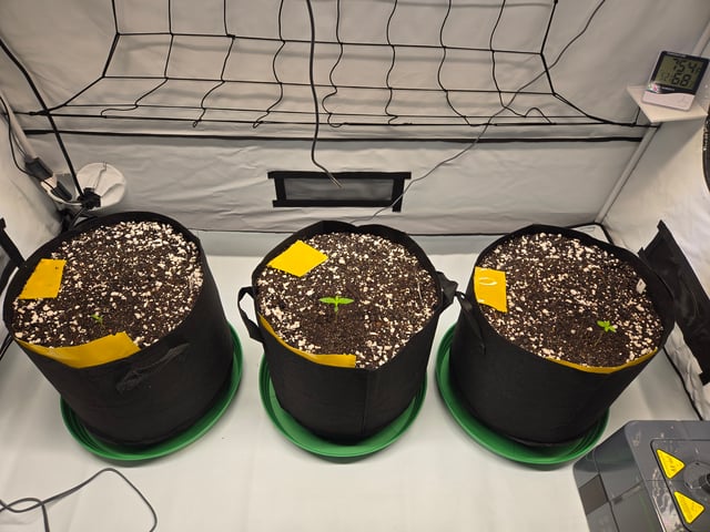 Purple Skunk 3 x 5  — seedling_rooting, day 8