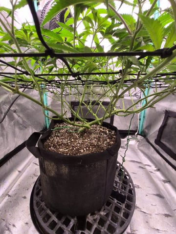 zlurricane blast — vegetative, day 60