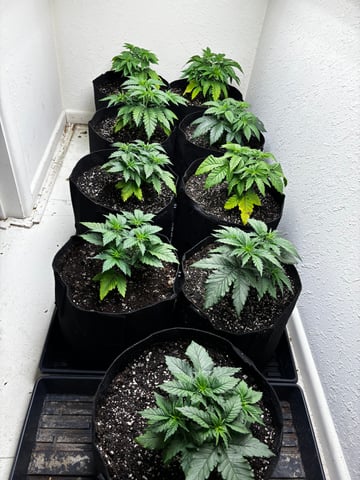 Outdoor Grow — vegetative, day 28