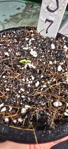 This grow may be interesting! — seedling_rooting, day 5