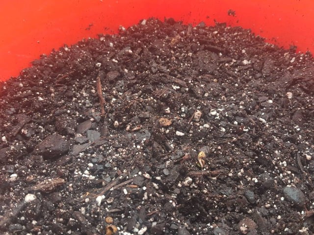 mendo breath-white widow-pilot light — germination, day 6