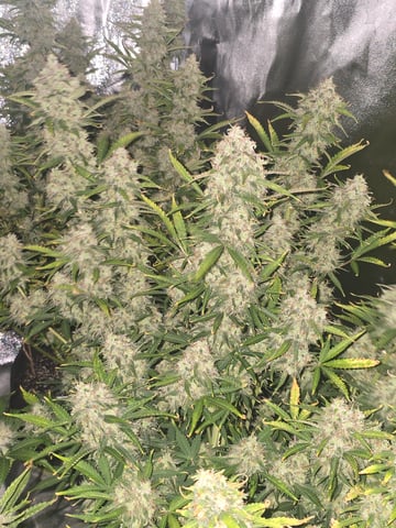 2nd Autoflower Indoor Grow — flower, day 87