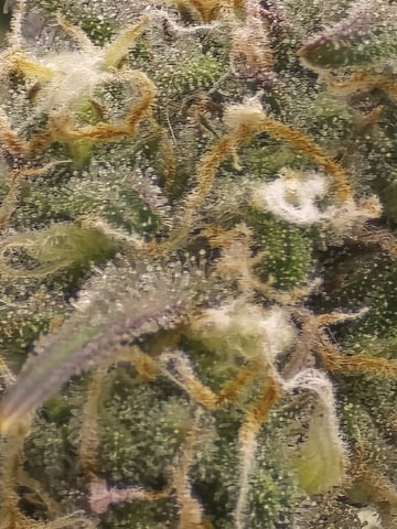 1st Grow 4x4 — flower, day 58