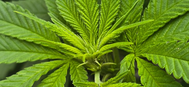 Mystery Weed Plant — vegetative, day 94