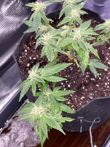 BETTERDAYZBUDZ — flower, day 15