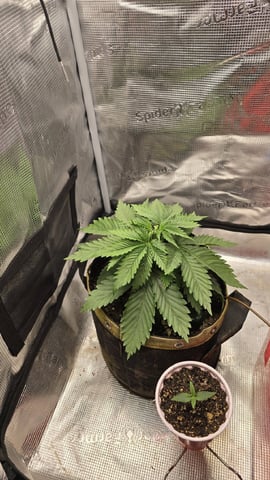 Purple Nasty By Ethos Seeds