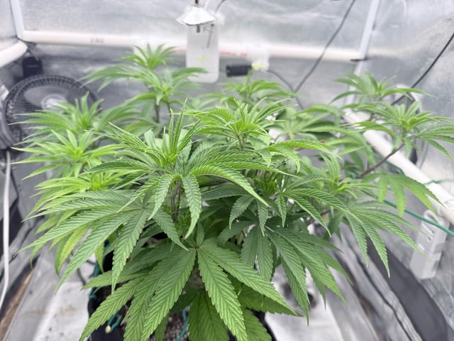 Blue Dream Grow — vegetative, day 32