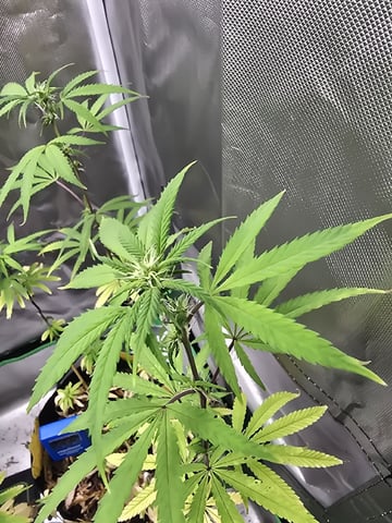 new start — flower, day 108