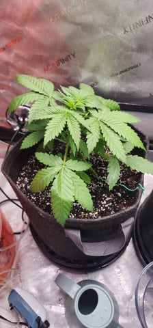 FastBuds Trainwreck Auto — vegetative, day 26