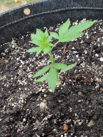Gorilla Cookies Auto — seedling_rooting, day 16