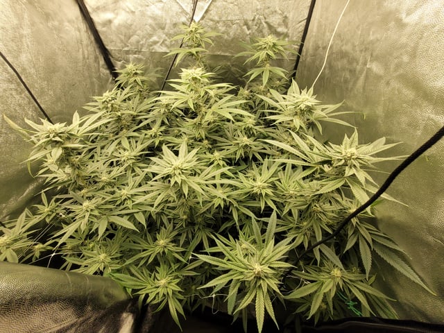 #3 — flower, day 55