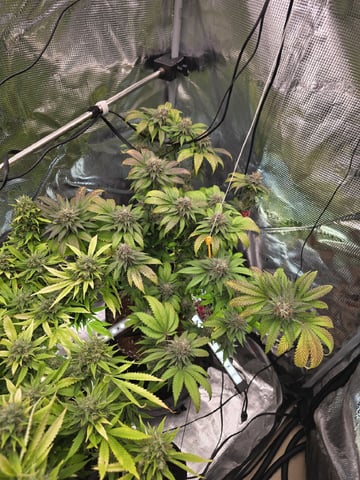 3 in Coco — flower, day 43