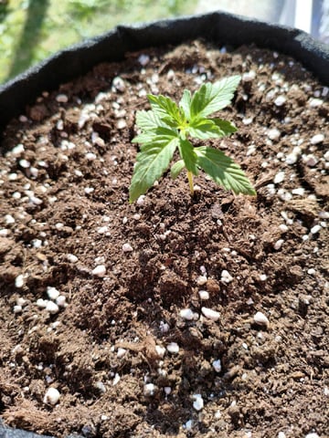 chocolope cream autoflower  — seedling_rooting, day 1