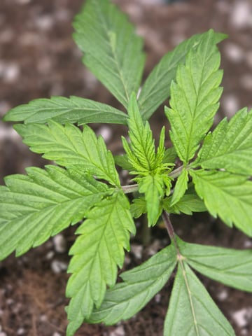 I'll get it right — vegetative, day 23