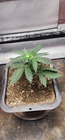 El Chemi Kiwi autoflower  — vegetative, day 20