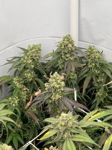 Permanent Marker, Gary Payton — flower, day 49