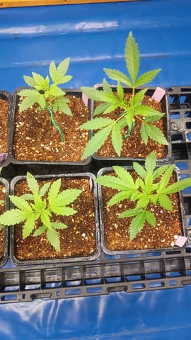 Third Grow — vegetative, day 25