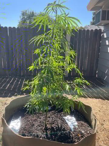  Apollo outdoor — vegetative, day 14
