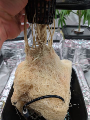 Black African Magic — flower, day 88