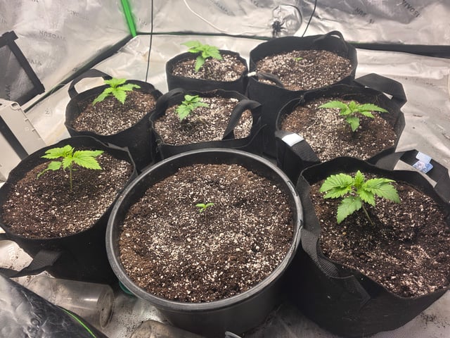 Hazy Daze — vegetative, day 7