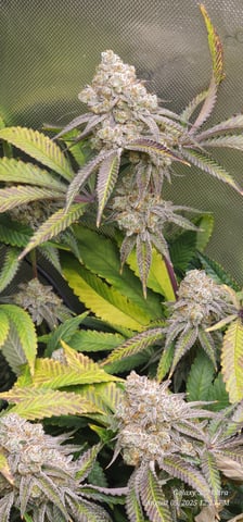 Blasted Genetics  — flower, day 163