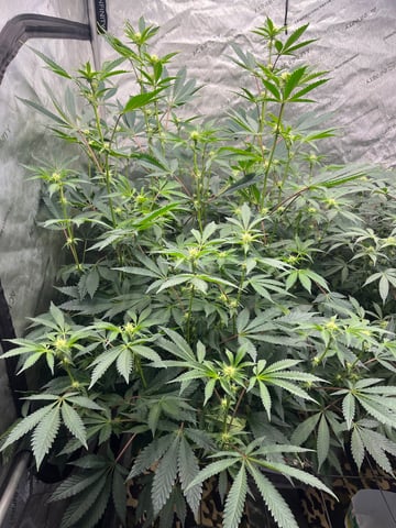The Bling  — flower, day 93