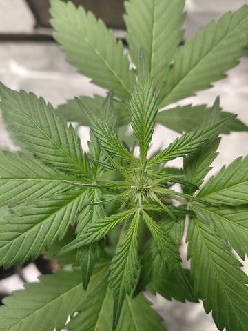 my first grow  — vegetative, day 39