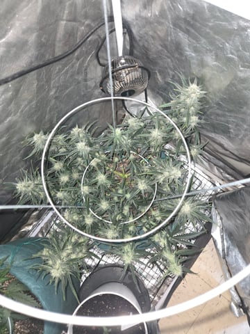 high octane x holy grail  — auto, day 56