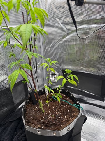  Apple fritter  Clones round two — vegetative, day 111
