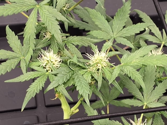 BABY SISTER — flower, day 59