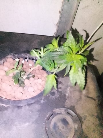 If it's Loose it's got to be a Unicorn.. — vegetative, day 1