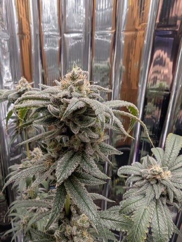 B E A utiful  — flower, day 137