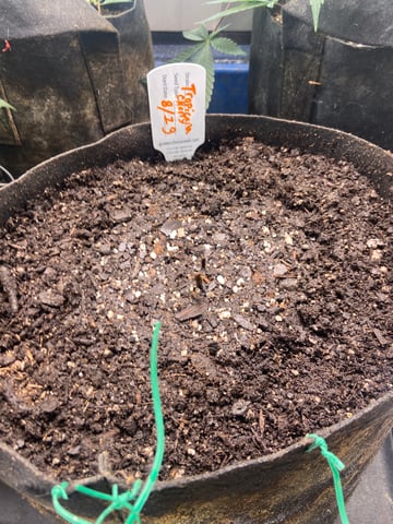 My First Grow — none, day 2