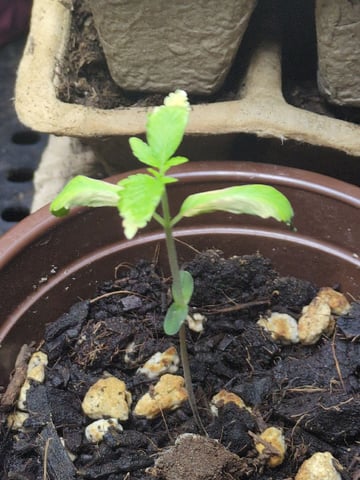 Audrey III — seedling_rooting, day 14