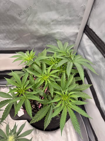 Gorilla Runtz — flower, day 33
