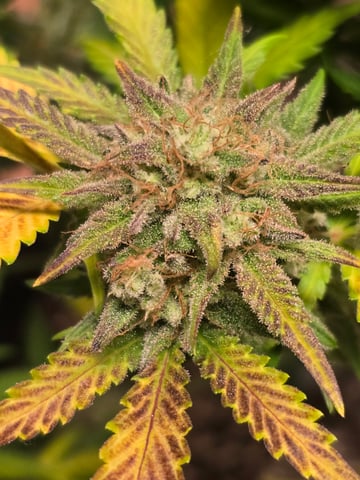 2nd Autoflower Indoor Grow — flower, day 99