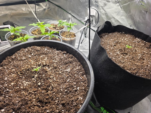 Hazy Daze — seedling_rooting, day 6
