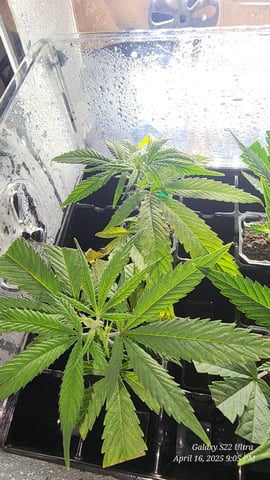 Skunk #1 Clone (Regular Female)  — germination, day 10