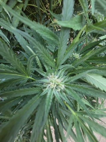 Sour Headies/OGBX1 — flower, day 136