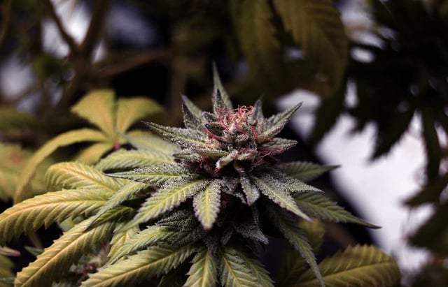 Attack Of The Clones — flower, day 80