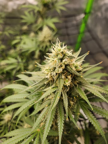 Blue — flower, day 17