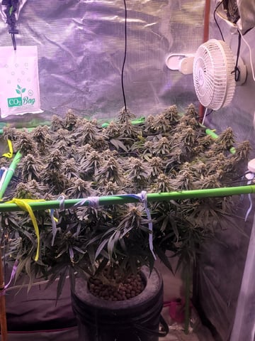 6th Grow