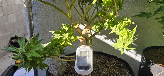 Mystery Weed Plant — flower, day 152