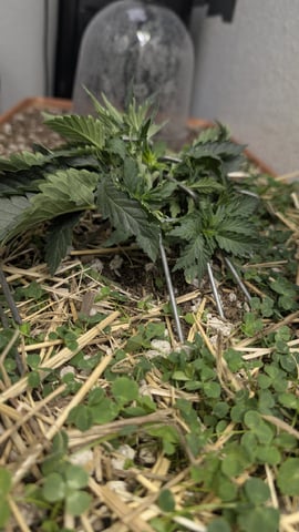 Summer Grow  — vegetative, day 26