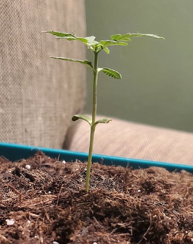 Plant 10A — vegetative, day 6