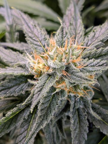 Cinderella 99 — flower, day 95